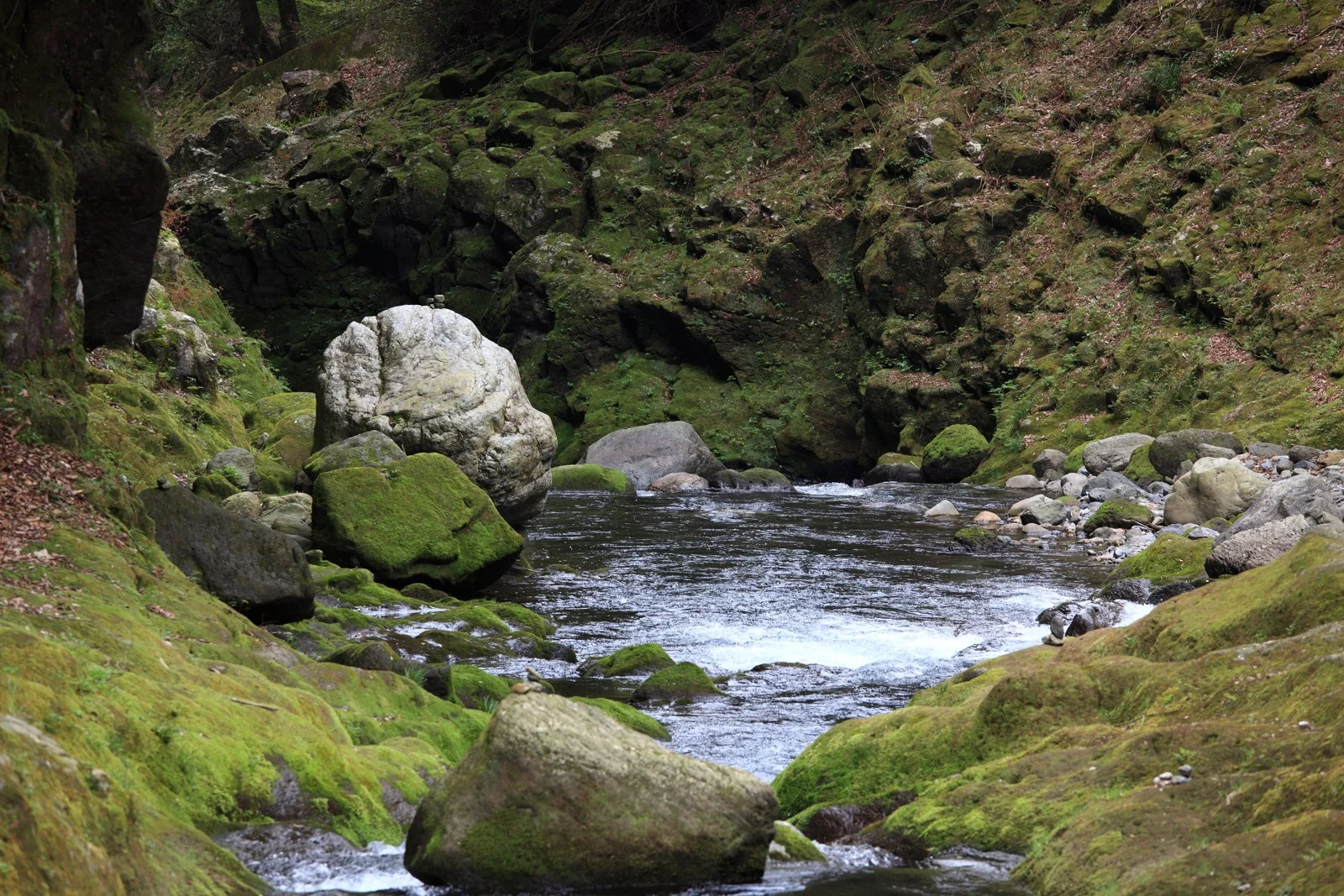 天安河原周辺で苔むした岩の間を流れる岩戸川
