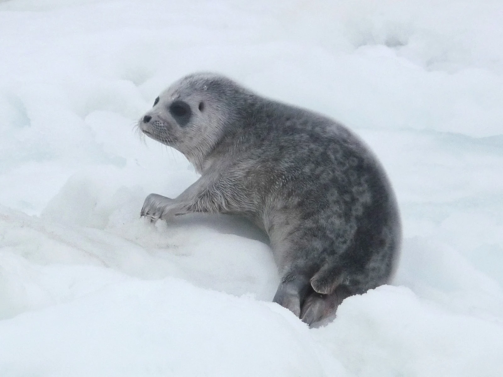 アラスカの氷の上にいるワモンアザラシの子ども