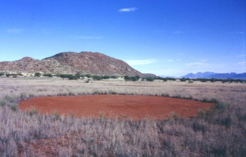 ナミビアのマリエンフルス谷で、低い草に囲まれた赤茶色の丸い裸地